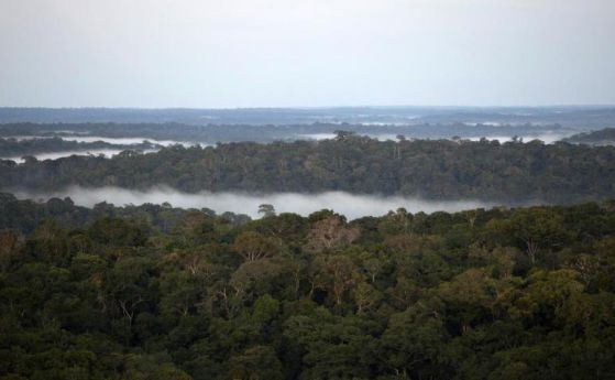 Древните обитатели на Амазонка са отглеждали кашу и какао в дъждовните гори