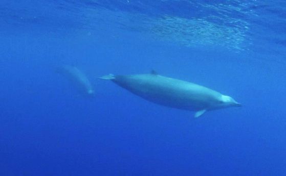 Вижте първoто подводно видео на неуловимите клюномуцунести китове