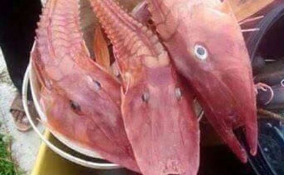 Уловиха странна риба, напомняща на скарида, край бреговете на Австралия