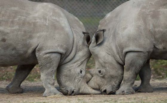 Защо бе убит рядък бял носорог в престижен френски зоопарк