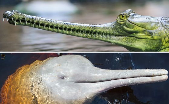 Защо главата на крокодила и на делфина си приличат? (видео)
