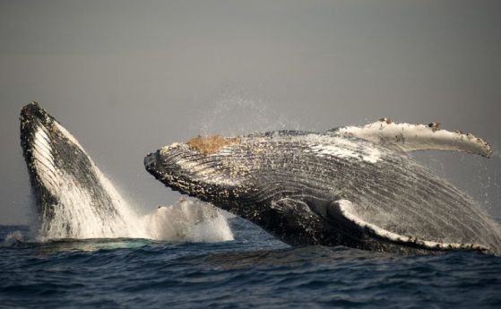 Невиждано досега събиране на стотици гърбати китове (видео)