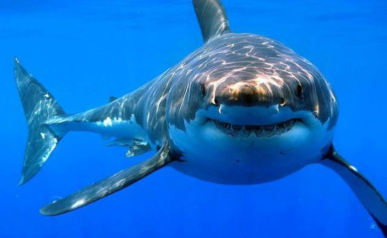 Броят на големите бели акули отново се увеличава