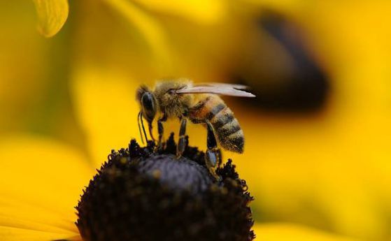 Антибиотиците убиват пчелите като унищожават полезните бактерии в телата им