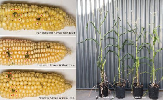 Премахване на токсин от царевицата чрез генно инженерство