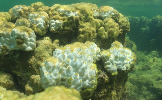 Шокиращо масово измиране на корали в Азия (видео)