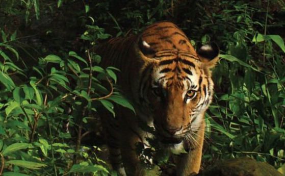 Откриха нова популация на рядък вид тигри в Тайланд (видео)