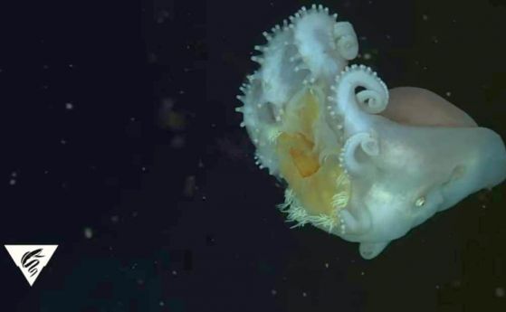 Oктопод използва жилещите органи на медузите за защита и нападение (видео)