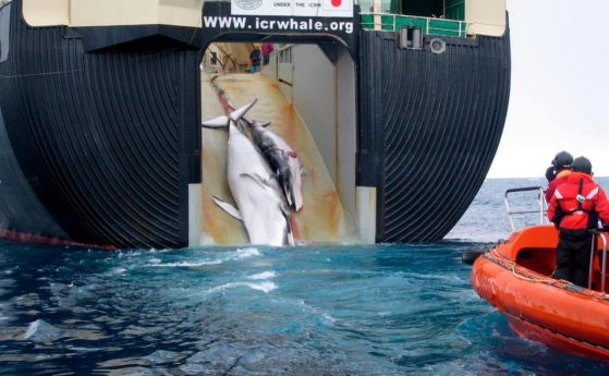 Японски китоловци убиха 333 кита в Антарктика (видео)