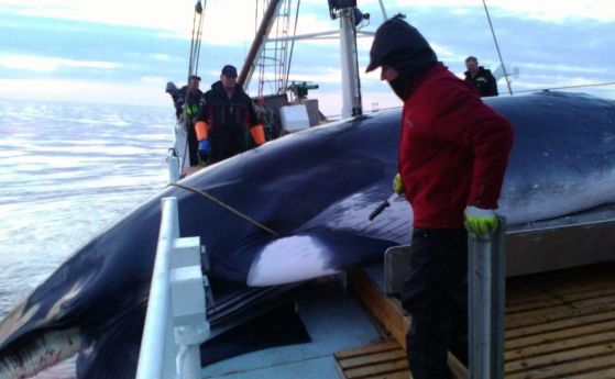 Брутално, кърваво клане: Норвегия вече може да избива по 999 кита годишно