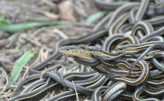 Сексманията убива мъжките змии (видео)