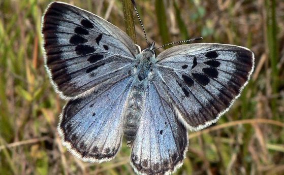 Осъдиха човек на 6 месеца затвор за убийството на рядък вид пеперуда 