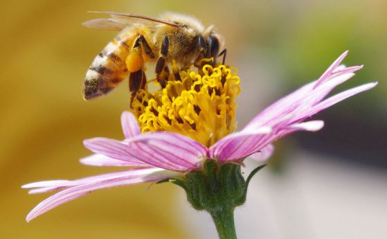 Пчелите виждат пет пъти по-дребни обекти, отколкото смятаха учените