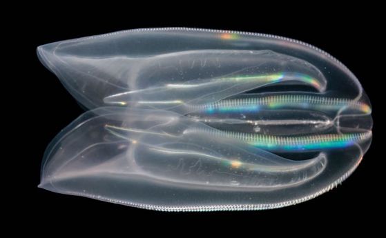 Най-древното животно е медуза, а не морска гъба