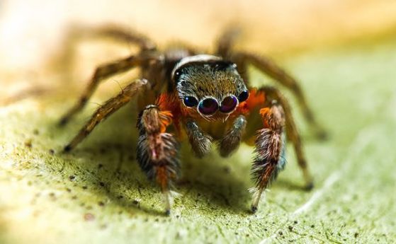 Откриха 50 нови вида паяци в Австралия