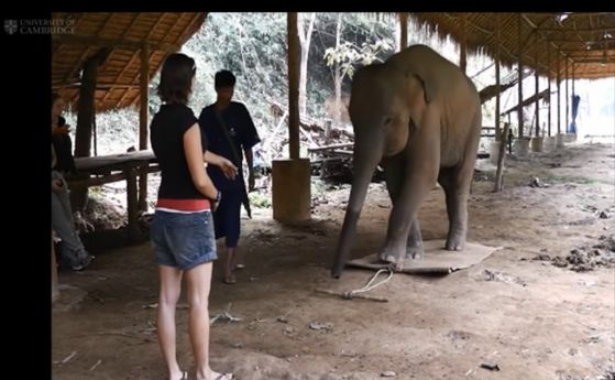 Още доказателства за интелигентността на слоновете (видео)