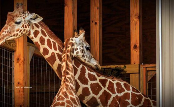 Раждането на бебе жираф бе видяно от 14 милиона души