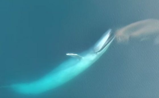 Вижте тактиката на сините китове за улов на крил (видео)