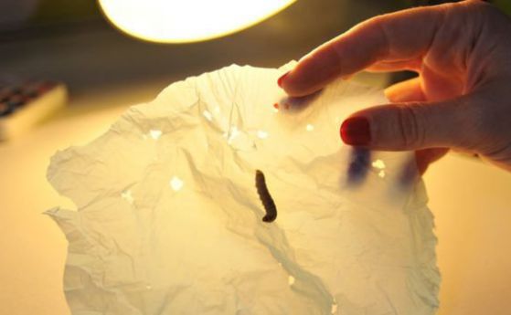 Гъсеница се храни с полиетиленовите торбички (видео)