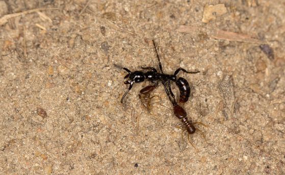 Мравки не изоставят ранените си воини (видео)