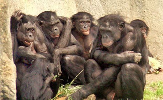 Бонобо са най-близо до общия прародител на хората, отколкото обикновените шимпанзетата