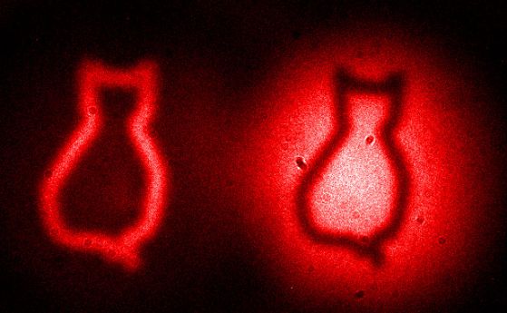 Физици отгледаха котки на Шрьодингер, за да разкрият границите на квантовия свят