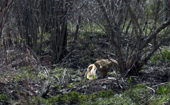Свобода за млада амурска тигрица след две години в плен (видео)