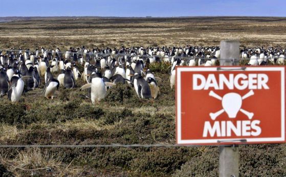 На Фолкландските острови процъфтяват пингвините върху минните полета (галерия)