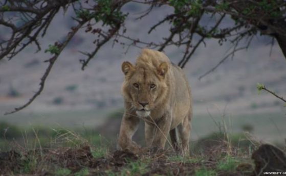 Лъвовете са пред същите заплахи от изчезване като котките от Ледниковия период