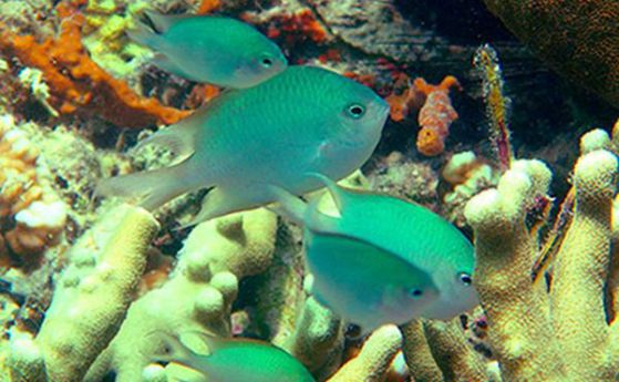 Откриха рифови рибки, които се грижат за потомството си (видео)