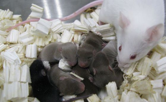 Родиха се "космически кутрета" от миша сперма, съхранявана 9 месеца в космоса