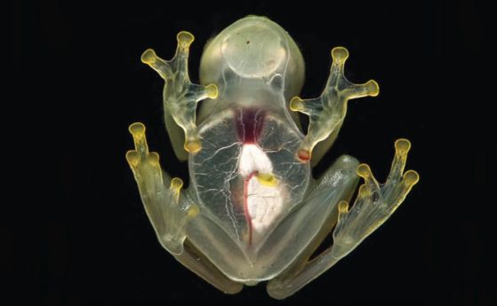 Нов вид жаба е толкова прозрачна, че може да се види как бие сърцето й (видео)