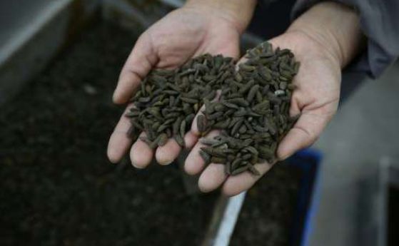 Китай унищожава хранителни отпадъци с помощта на ларви на мухи (видео)