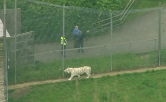 Тигър изяде пазача си в зоопарк край Кеймбридж (видео)