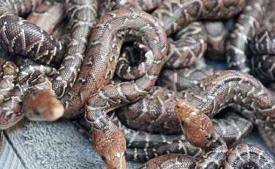 Учените потвърдиха - змиите ловуват на групи (видео)