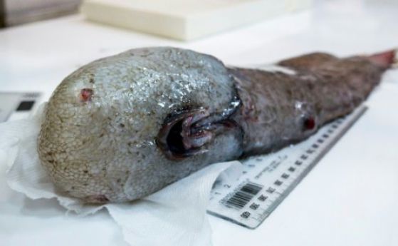 Риба без лице и други странни създания бяха изкарани от дълбокия океан край Австралия (видео)
