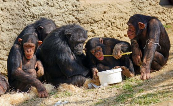 Шимпанзетата също могат да събират и предават знания през поколенията