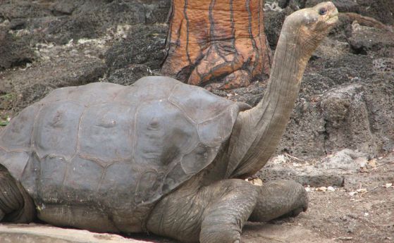 Изчезнал вид гигантски костенурки от Галапагос може да бъде възстановен (видео)