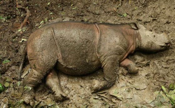 Почина един от последните Суматрански носорози