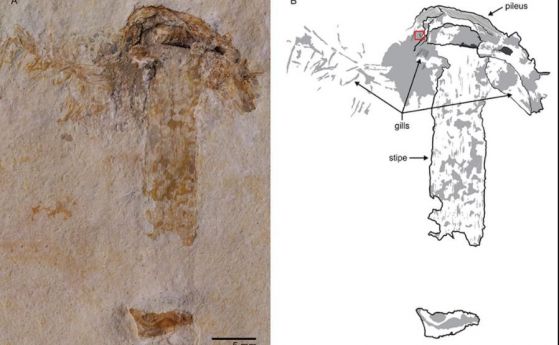 Намерен е най-старият и единствен фосил на гъба от времето на динозаврите