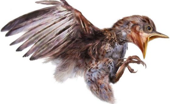 Птиче е заключено в кехлибар за 99 милиона години (галерия)