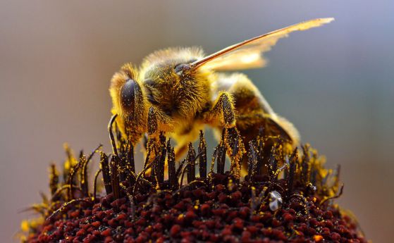 Пчелите-убийци: неуспешен експеримент доведе до смъртта на стотици хора 