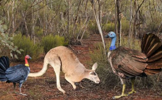 "Гигантска летяща пуйка" голяма колкото кенгуру е обитавала Австралия в древността