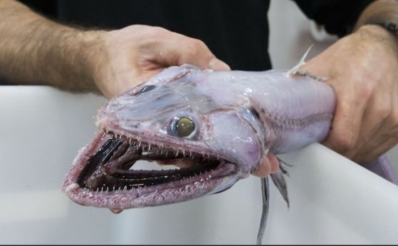 Зъбато "чудовище" е най-дълбоководният съвременен хищник (видео)