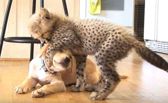  Изнервено гепардче в зоопарк получи приятелче за успокоение - куче (видео)