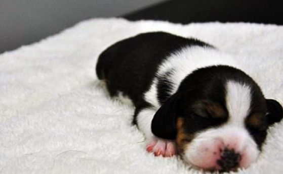 Първото генно модифицирано клонирано куче бе показано в Китай