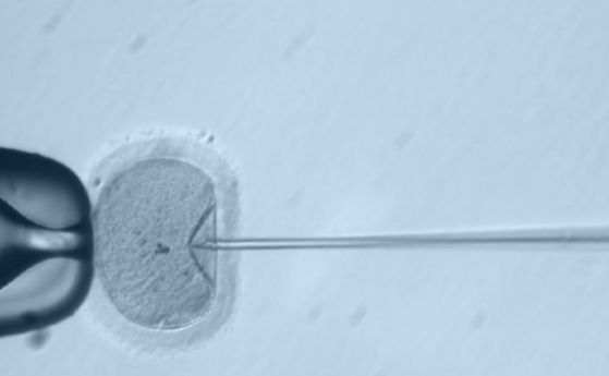 Първите човешки ембриони успешно са редактирани в САЩ