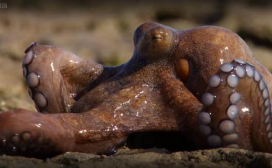 Как октоподите ловуват на сушата (видео)