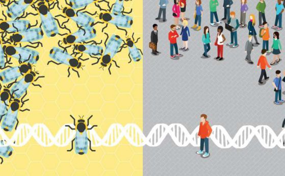 Намериха гени на аутизма за първи път не в хора, а в пчели