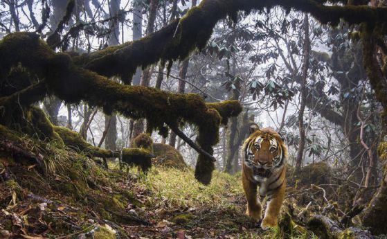 За първи път бенгалски тигър е "уловен" във фотокапан (видео)